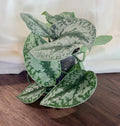 Scindapsus pictus ‘Exotica’