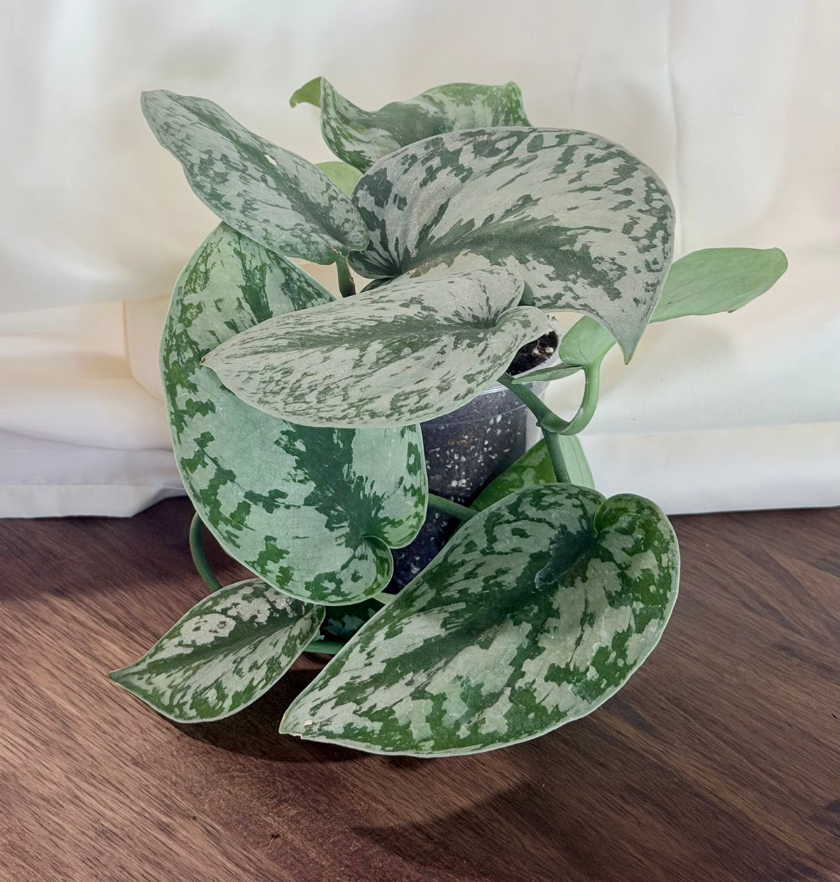 Scindapsus pictus ‘Exotica’