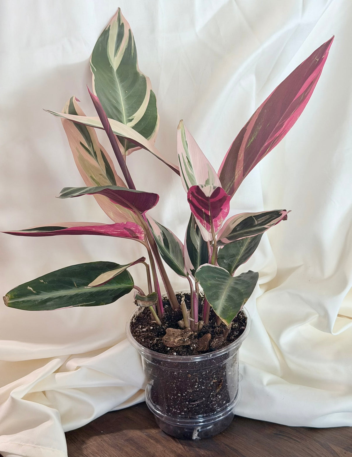 Stromanthe ‘Triostar’