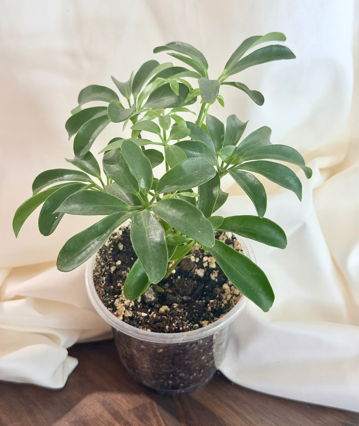 Umbrella Plant
